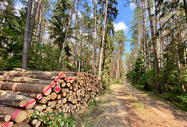 Mit einem gesamten Holzvorrat von 3,7 Mrd. m³ (Vfm) ist Deutschland das holzreichste Land Europas (BWI³). Bild: FNR/Freese