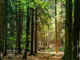 Der Wald ist dem Klimawandel zunehmend stärker ausgesetzt.