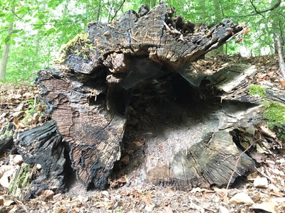 Totholz ist ein Biotop für zahlreiche Insekten, die sich auf die Zersetzung von Holz spezialisiert haben. Quelle FNR/ Siria Wildermann